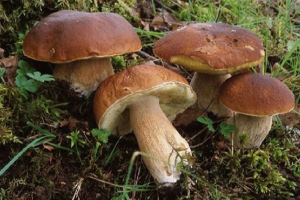 Due funghi attaccati che spuntano dal terriccio tra erbette